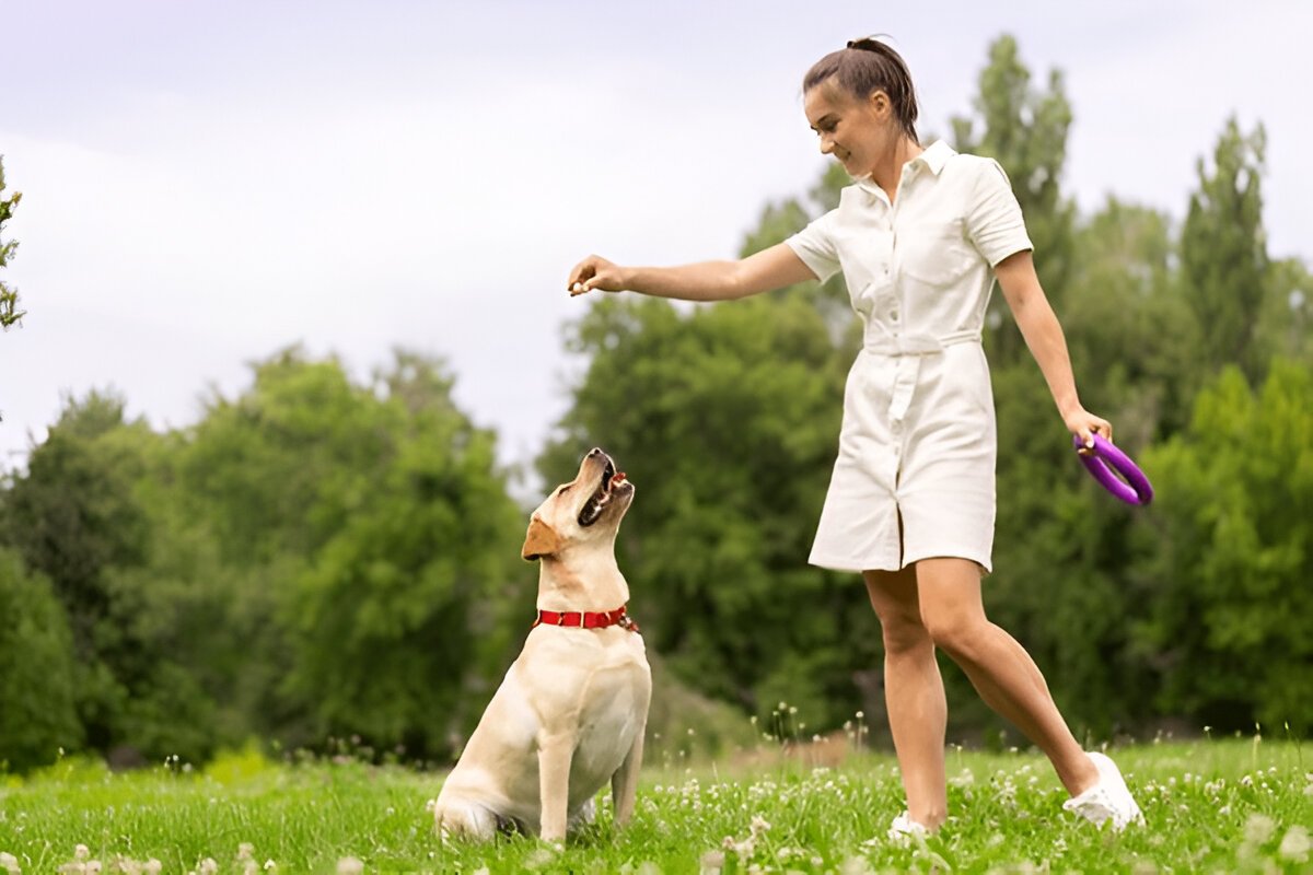 Avoid These 10 Dog Training Errors for Better Results - DogLvrTowl Bookmark | Akonter